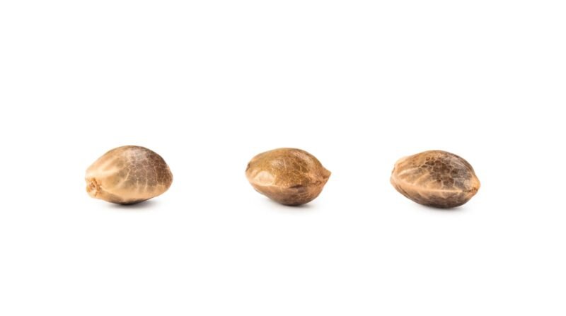 THCa Seeds - Feminized Autoflower